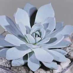 CGASPL Echeveria Peacockii Flower Seeds Imported Flower Seeds