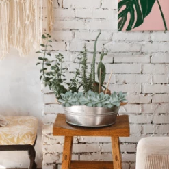 CGASPL Echeveria Peacockii Flower Seeds Imported Flower Seeds