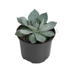 CGASPL Echeveria Peacockii Flower Seeds Imported Flower Seeds