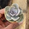 CGASPL Plants Echeveria Pearl Of Nurnberg Small Succulent Plant
