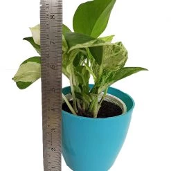 CGASPL Epipremnum Aureum Marble Queen Good Luck Money Plant Pot Included) With 5 Gram Fertilizer Free