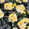 Chhajed Garden Erysimum Charity Cream Yellow Flower Seeds