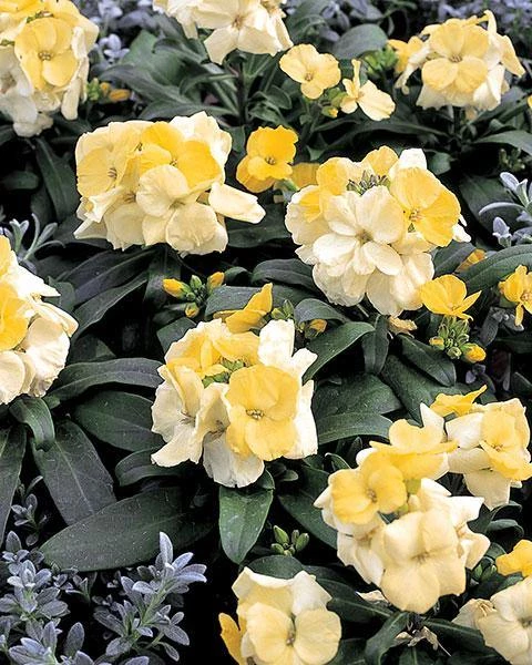 Chhajed Garden Erysimum Charity Cream Yellow Flower Seeds 3 Chhajed Garden Erysimum Charity Cream Yellow Flower Seeds