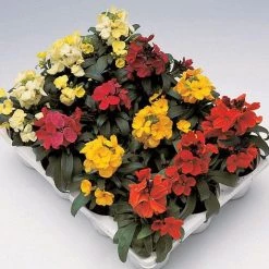 Takii Seeds Imported Flower Seeds Erysimum Charity Mix Flower Seeds