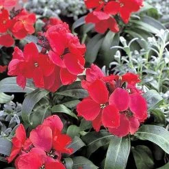 Chhajed Garden Erysimum Charity Rose Red Flower Seeds Imported Flower Seeds