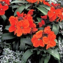 Chhajed Garden Erysimum Charity Scarlet Flower Seeds Imported Flower Seeds