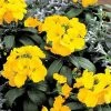 Chhajed Garden Imported Flower Seeds Erysimum Charity Yellow Flower Seeds 1 Chhajed Garden Imported Flower Seeds Erysimum Charity Yellow Flower Seeds