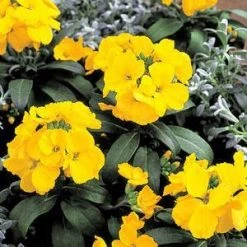 Chhajed Garden Imported Flower Seeds Erysimum Charity Yellow Flower Seeds