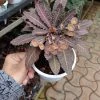 CGASPL Euphorbia Francoisii Small Flower Succulent Plant