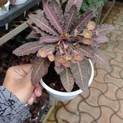 CGASPL Euphorbia Francoisii Small Flower Succulent Plant