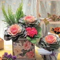 Takii Seeds Ornamental Cabbage Pigeon Victoria Seeds