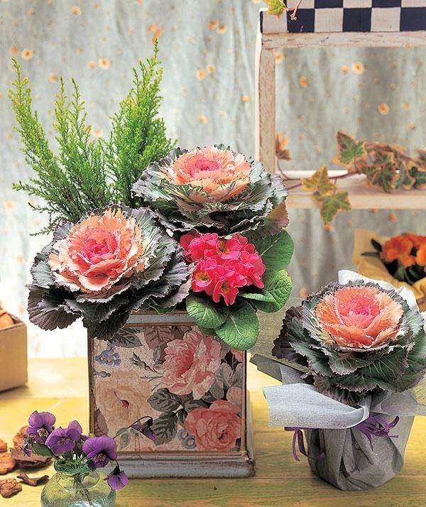 Takii Seeds Ornamental Cabbage Pigeon Victoria Seeds 4 Takii Seeds Ornamental Cabbage Pigeon Victoria Seeds