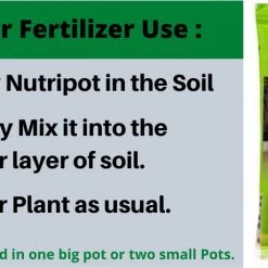 CGASPL Good Luck Varigated Money Plant (Pot Included) With 5 Gram Fertilizer Free - Easy To Grow Real Indoor Plant For Home, Living Room, Kitchen, Office, Table