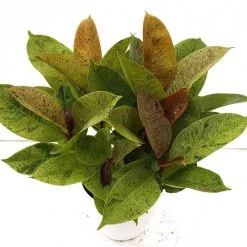 CGASPL Ficus Elastica Schrijveriana Rubber Plant