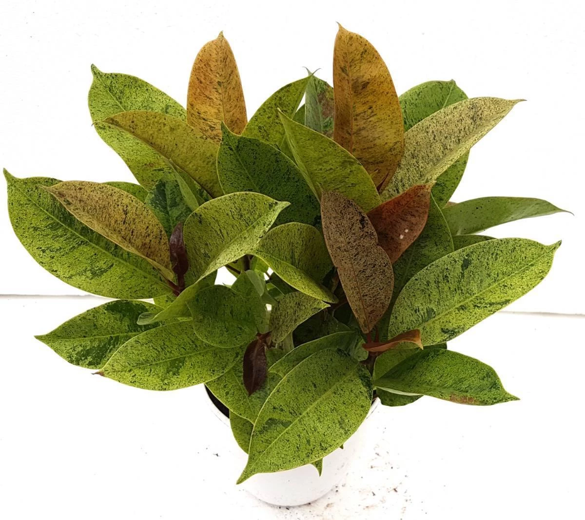 CGASPL Ficus Elastica Schrijveriana Rubber Plant 3 CGASPL Ficus Elastica Schrijveriana Rubber Plant