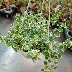 CGASPL Ficus Pumila Variegated Hanging
