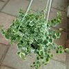 CGASPL Ficus Pumila Variegated Hanging 2 CGASPL Ficus Pumila Variegated Hanging