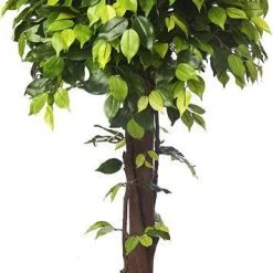 CGASPL Artificial Ficus Topiary Plant In Coffee Wood -4 Feet Artificial Plants
