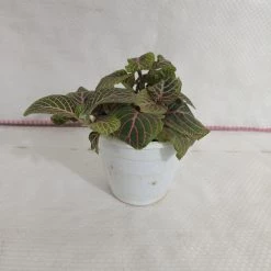 CGASPL Fittonia Pink-Green Color Plant Plants