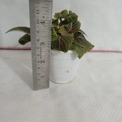 CGASPL Fittonia Pink-Green Color Plant Plants