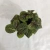 CGASPL Fittonia Pink-Green Color Plant Plants