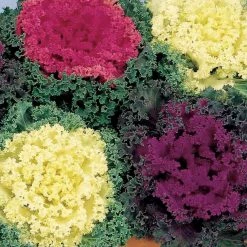 Sakata Seeds Ornamental Cabbage Nagoya Mix Flower Seeds Imported Flower Seeds