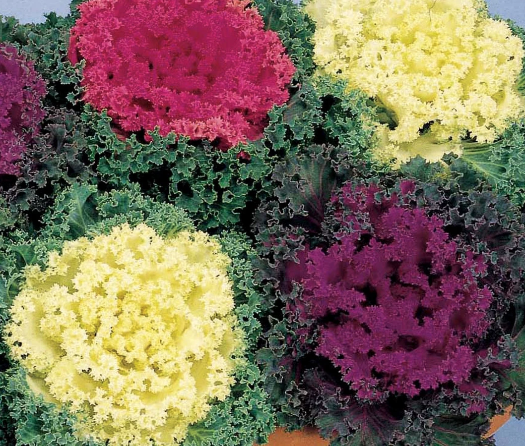 Sakata Seeds Ornamental Cabbage Nagoya Mix Flower Seeds Imported Flower Seeds 3 Sakata Seeds Ornamental Cabbage Nagoya Mix Flower Seeds Imported Flower Seeds