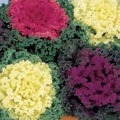Sakata Seeds Imported Flower Seeds Ornamental Cabbage Nagoya Mix Flower Seeds