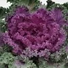 CGASPL Ornamental Cabbage Nagoya Red Flower Seeds 2 CGASPL Ornamental Cabbage Nagoya Red Flower Seeds