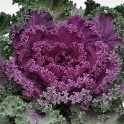 CGASPL Ornamental Cabbage Nagoya Red Flower Seeds