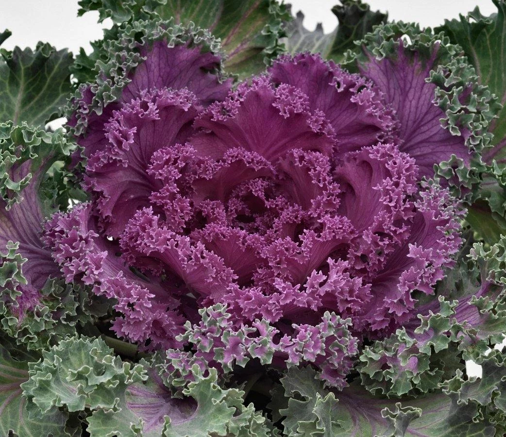 CGASPL Ornamental Cabbage Nagoya Red Flower Seeds 3 CGASPL Ornamental Cabbage Nagoya Red Flower Seeds