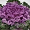 CGASPL Ornamental Cabbage Nagoya Rose Flower Seeds Sakata Seeds