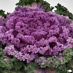 CGASPL Ornamental Cabbage Nagoya Rose Flower Seeds Sakata Seeds