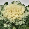 CGASPL Ornamental Cabbage Nagoya White Flower Seeds Sakata Seeds