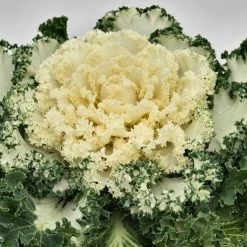 CGASPL Ornamental Cabbage Nagoya White Flower Seeds Sakata Seeds