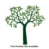 CGASPL Trees Of India Sterculia Gutta Seeds-1 Kg 2 CGASPL Trees Of India Sterculia Gutta Seeds-1 Kg