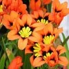 CGASPL Rainy Flower Bulbs Freesia-like Sparaxis Tricolor Flower Bulbs (Pack Of 10)