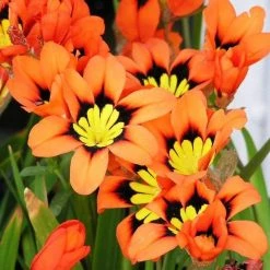 CGASPL Rainy Flower Bulbs Freesia-like Sparaxis Tricolor Flower Bulbs (Pack Of 10)
