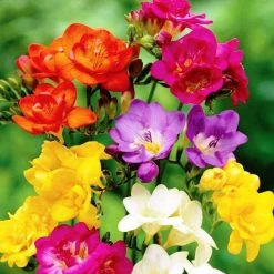 CGASPL Rainy Flower Bulbs Freesia Mixed Flower Bulbs (Pack Of 10)
