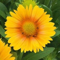 CGASPL Gaillardia Arizona Apricot Flower Seeds Imported Flower Seeds