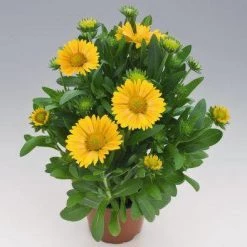 CGASPL Gaillardia Arizona Apricot Flower Seeds Imported Flower Seeds