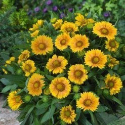 CGASPL Gaillardia Arizona Apricot Flower Seeds Imported Flower Seeds