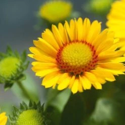 CGASPL Gaillardia Arizona Apricot Flower Seeds Imported Flower Seeds