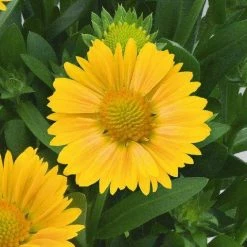 CGASPL Gaillardia Arizona Apricot Flower Seeds Imported Flower Seeds