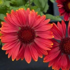 CGASPL Gaillardia Arizona Red Shades Flower Seeds Imported Flower Seeds