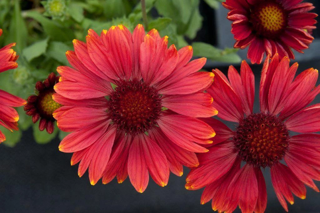 CGASPL Gaillardia Arizona Red Shades Flower Seeds Imported Flower Seeds 4 CGASPL Gaillardia Arizona Red Shades Flower Seeds Imported Flower Seeds