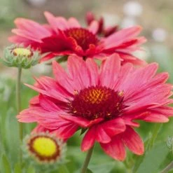 CGASPL Gaillardia Arizona Red Shades Flower Seeds Imported Flower Seeds 11 CGASPL Gaillardia Arizona Red Shades Flower Seeds Imported Flower Seeds