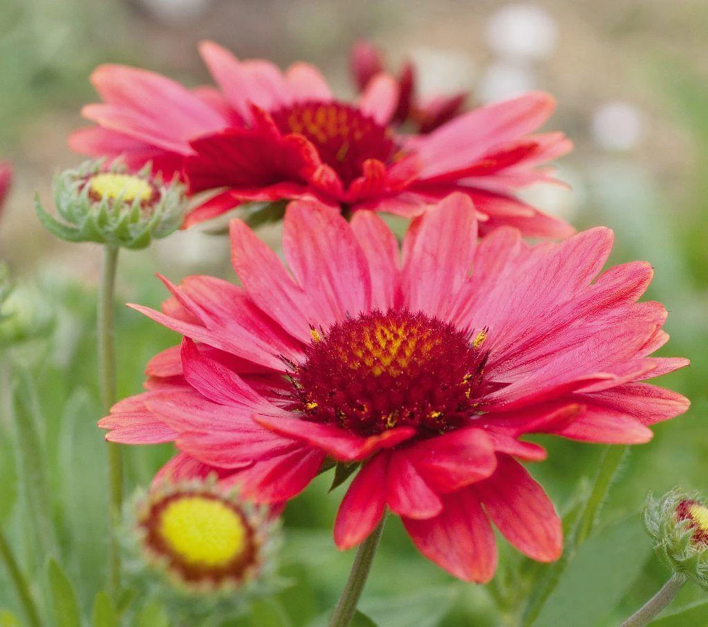 CGASPL Gaillardia Arizona Red Shades Flower Seeds Imported Flower Seeds 5 CGASPL Gaillardia Arizona Red Shades Flower Seeds Imported Flower Seeds