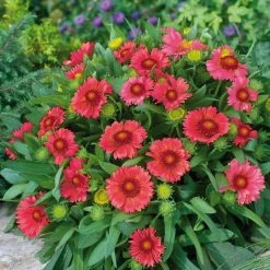 CGASPL Gaillardia Arizona Red Shades Flower Seeds Imported Flower Seeds 12 CGASPL Gaillardia Arizona Red Shades Flower Seeds Imported Flower Seeds