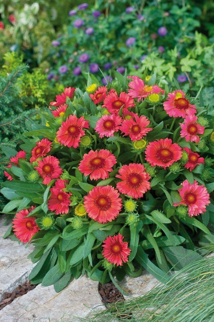 CGASPL Gaillardia Arizona Red Shades Flower Seeds Imported Flower Seeds 6 CGASPL Gaillardia Arizona Red Shades Flower Seeds Imported Flower Seeds